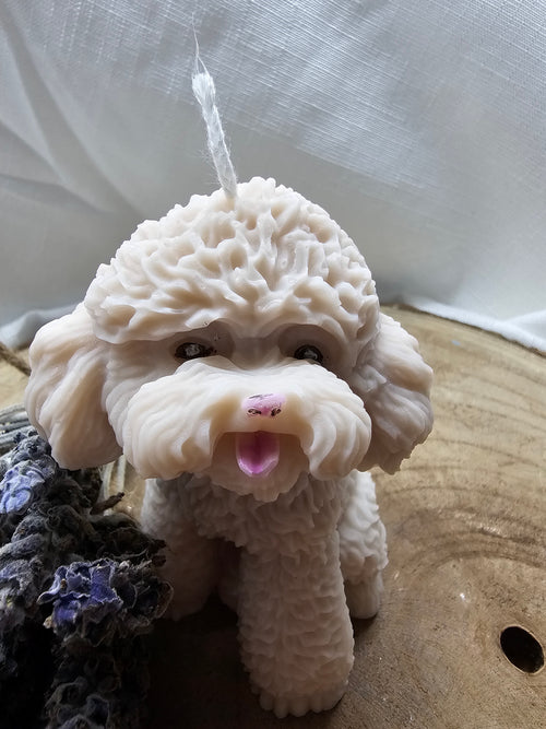 Barboncino